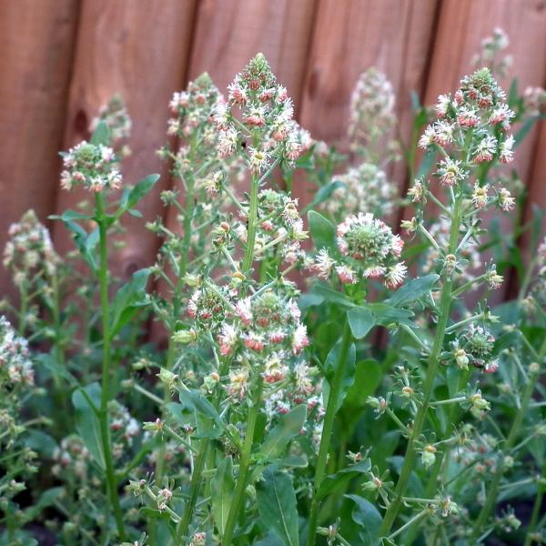 GartenResede Reseda odorata Bienenroute